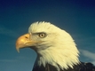 Rys 203: Bald Eagle.jpg [39527 bajt�w]